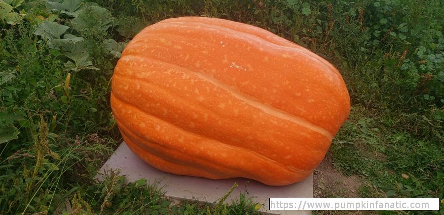 fruitImages/1043.5 Leer 2025C.jpg